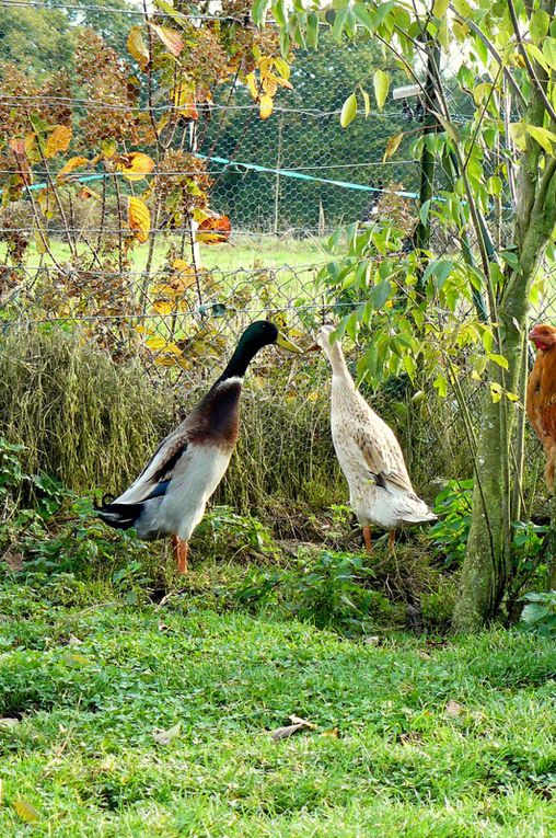 Album - Canards Coureurs Indiens