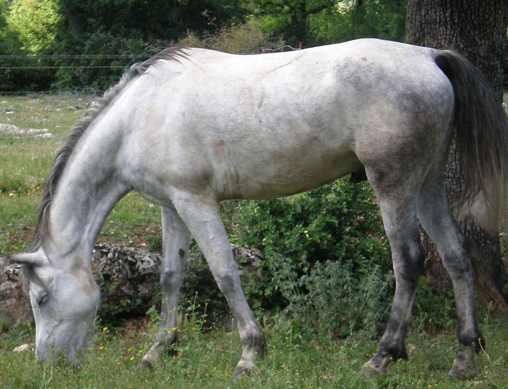 les chevaux , du poulain à la compétition...