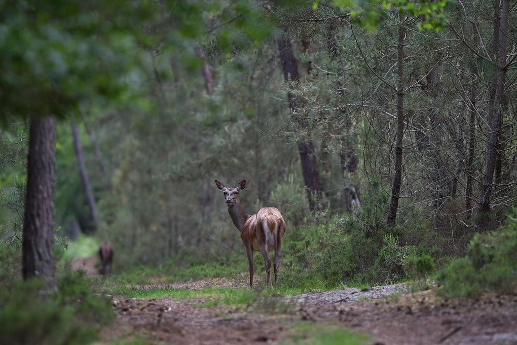 Biches et jeune cerf. En mai-juin, les biches ne sont plus en harde. Pour mettre au monde leur faon, elles s'isolent dans un secteur de quiétude.