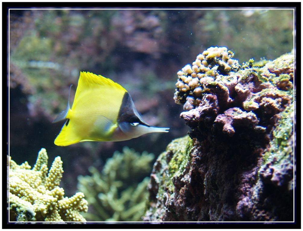 Echantillons de la biodiversité des océans à Océanopolis à Brest - Mars 2013.