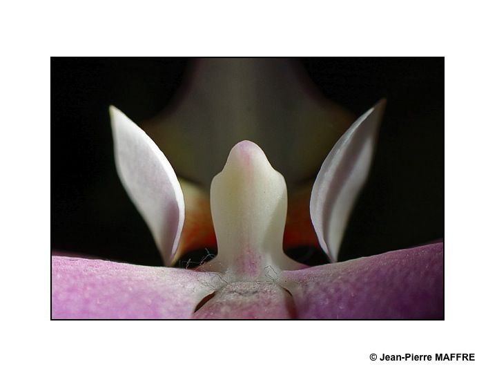 En s'approchant du cœur des orchidées on peut admirer les mystères de leur beauté fascinante.