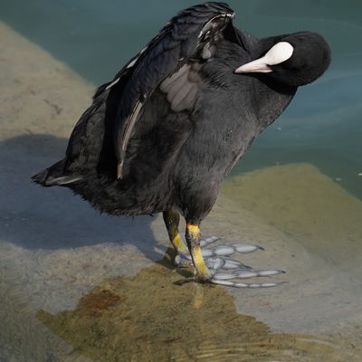 Sweet poule d'eau au swimming pool