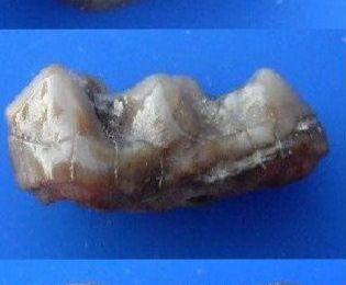 Propachynolophus (Dent d'équidé)