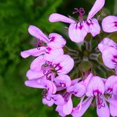 Treize plantes pour éloigner les moustiques