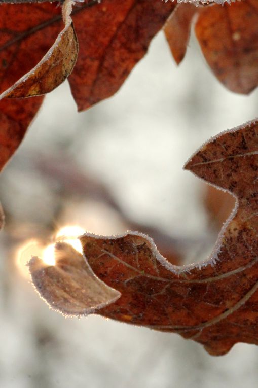 Album - givre-2013