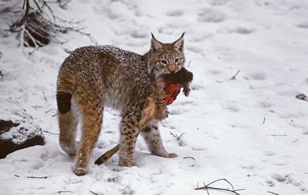 La Chasse du Lynx