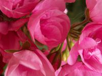 roses, pivoines, clématites, kolkwitzia, géranium et valériane du jardin