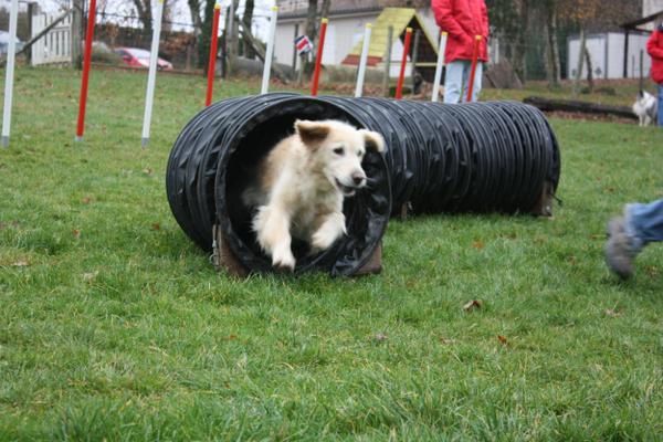 <p>Dans cet album, je r&eacute;pertorie les photos de chiens que j'aime bien, qui m'ont marqu&eacute;s, que je trouve rigolottes......</p>
<p>Tout un panachage de jolis toutous et de ma&icirc;tres.</p>