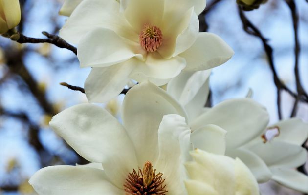 Tokyo, Shinjuku gyoen - 01 mars 2020 - Premières fleurs