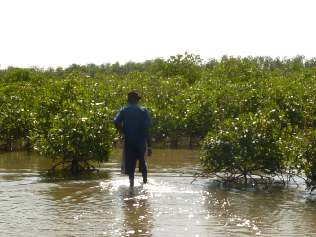 Les ruches traditionnelles dans la mangrove.