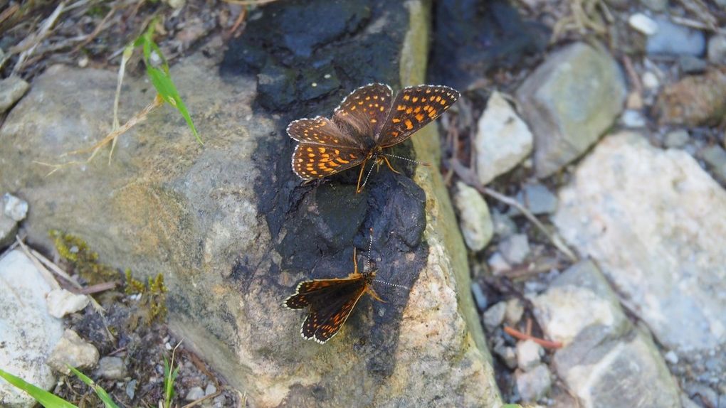 Les papillons