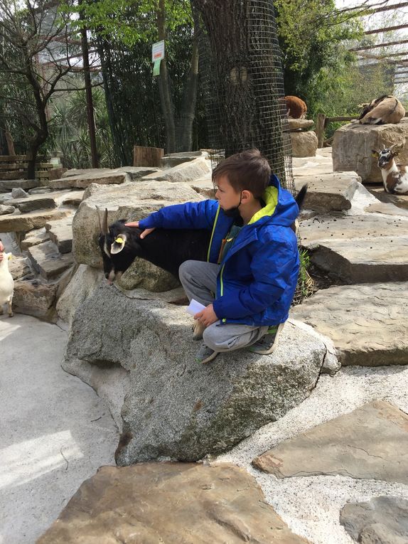Mercredi 6 avril 2022 : pique nique et visite du Parc Animalier des Pyrénées