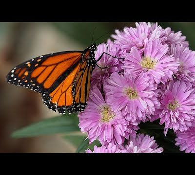 Le domaine botanique de Sart-Tilman (Belgique)