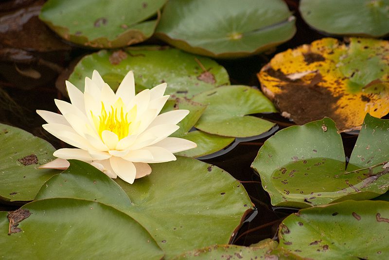 Différente plante seront présentées ici . Ainsi que toutes la flore qui nous entoure