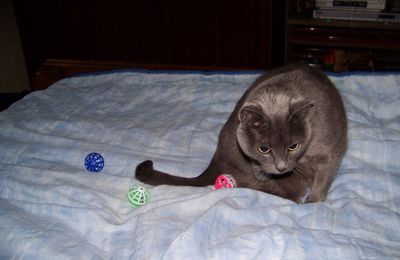 CASSANDRE ET SES JOUETS DE NOEL