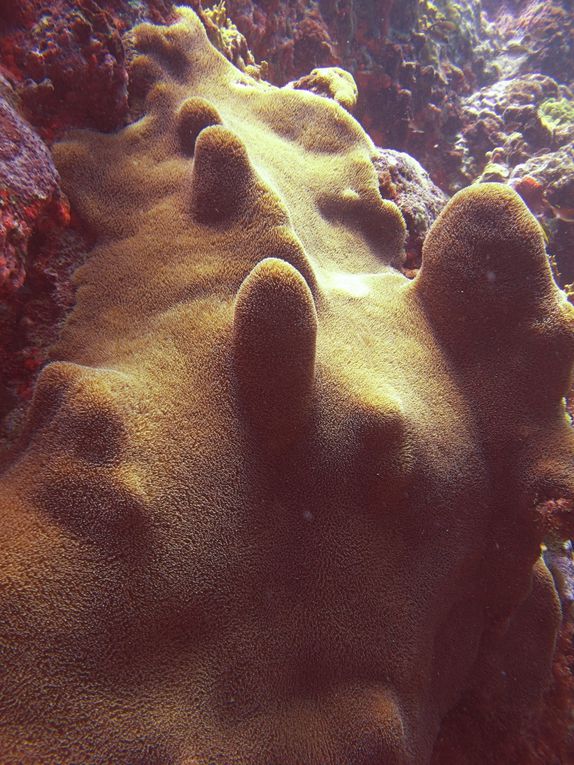 Quelques uns des merveilleux coraux de St Barth