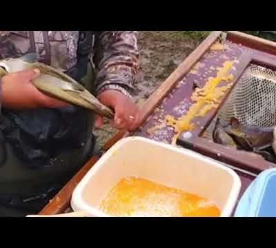 DES MEMBRES DE L'AAPPMA DU BAS SALAT VISITENT LA PISCICULTURE FÉDÉRALE À L'OCCASION DE LA REPRODUCTION DES TRUITES FARIO