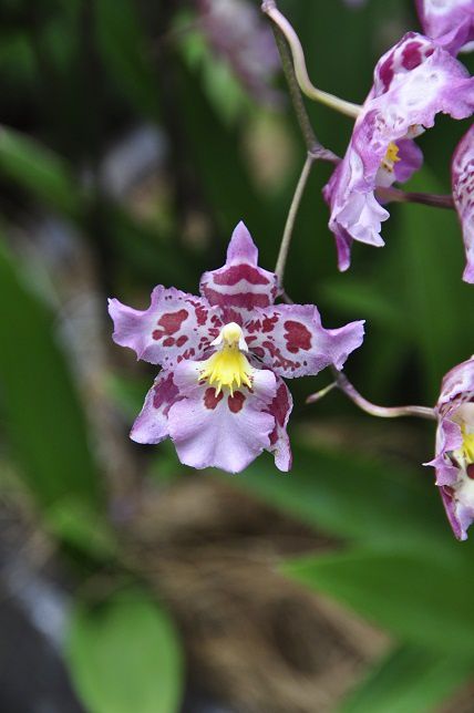 Album - 006-Botanic-Garden-Singapore