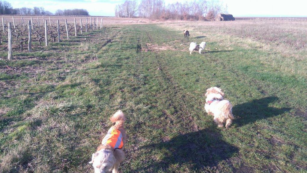 17ème Rando Canine le 14/01/2018 à Rilly sur Loire