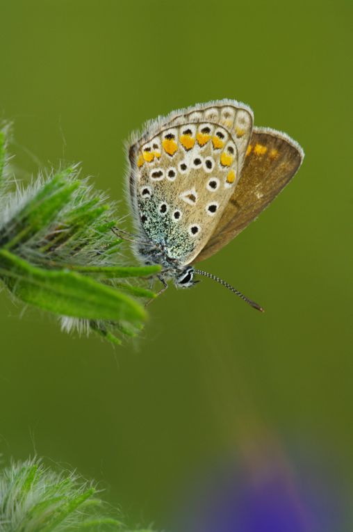 Album - Macro-Papillons