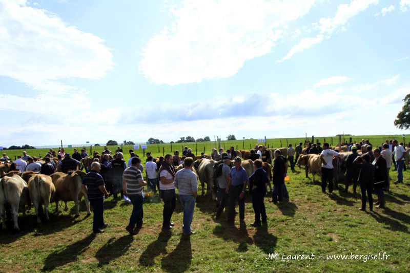 Groupes ou familles de vaches