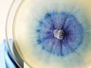 Les scientifiques de l'expédition pourront faire des escales à terre pour y prélever des échantillons biologiques .
