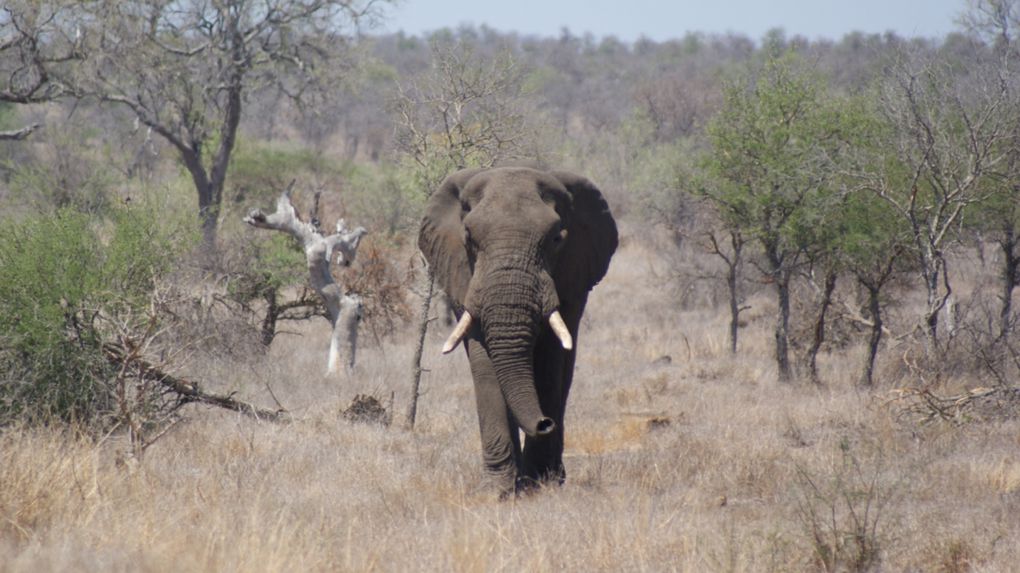 Album - Parc-Kruger