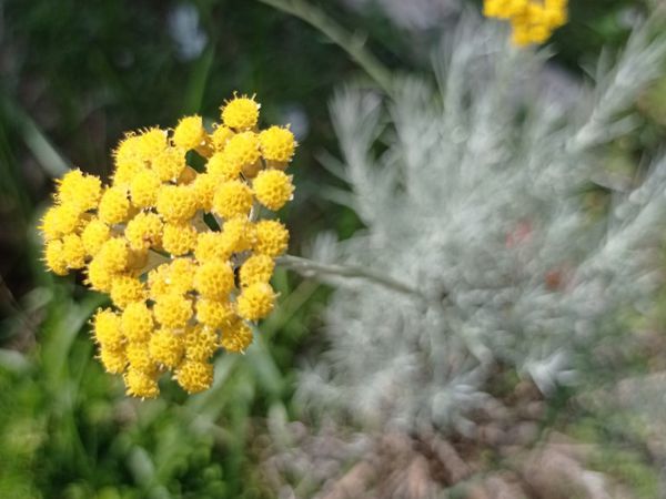 Immortelle d'Italie (Helichrysum italicum)