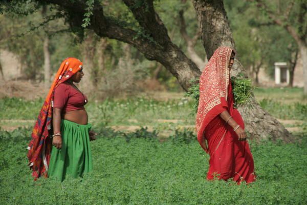 Un week end au Shekhawati (de Delhi à Fatehpur, puis Nawalgarh)
