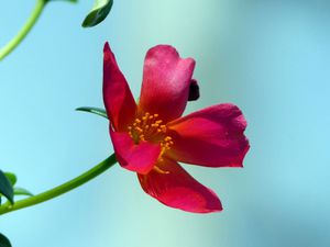 Fleurs du jour (22-23) - J'ai descendu dans mon jardin (16)