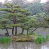 Voyages - Jardin du Kinkakuji sous la pluie, Kyoto, Japon