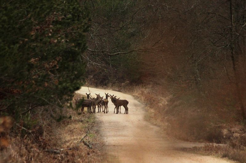 Album - cerfs-et-biches