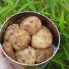 BISCUITS AUX PEPITES DE CHOCOLAT