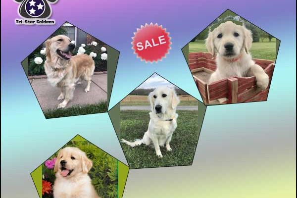 Tennessee Golden Retrievers Tristar Goldens