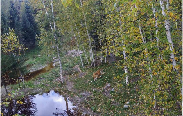 Souvenir de ce jour : Découverte du parc animalier : Saint-Félicen