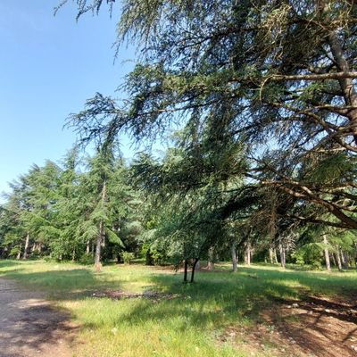Séjour 2025-09 : Luberon Futaie les cèdres ! J2