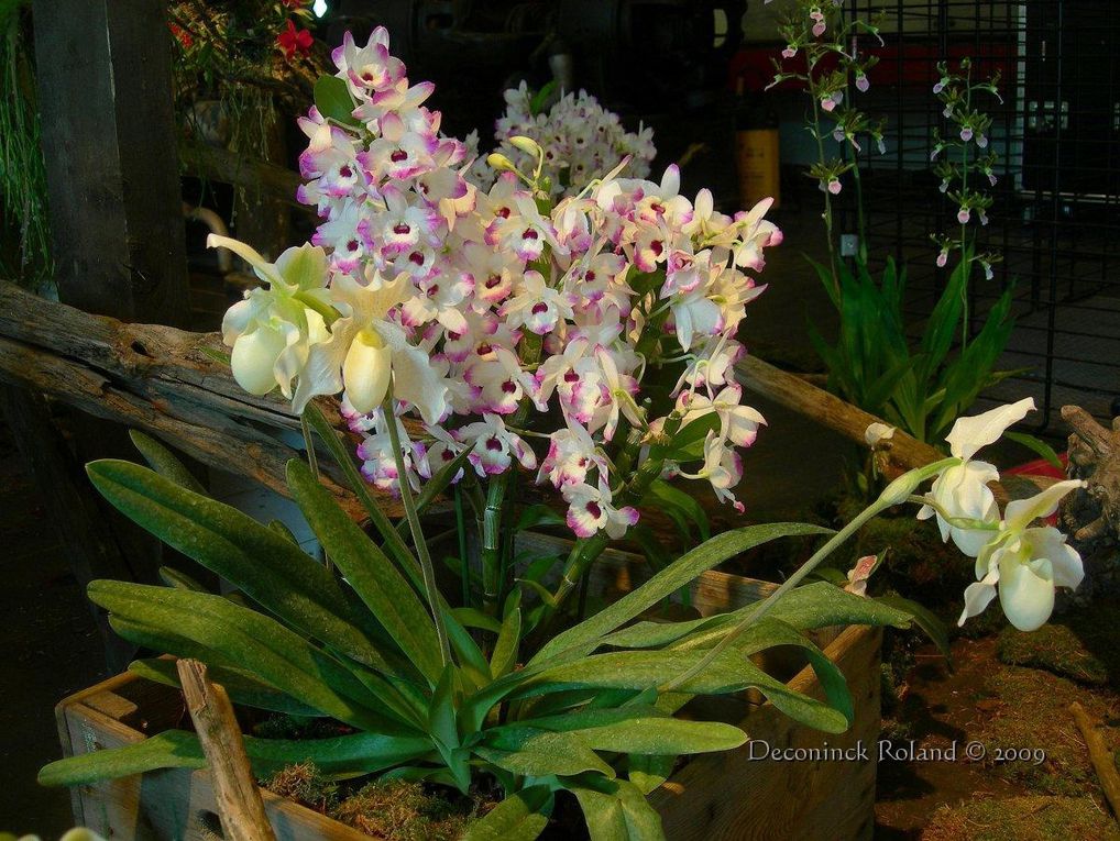 des orchidées photographiées lors de l'exposition au Bois_du_Cazier en Belgique