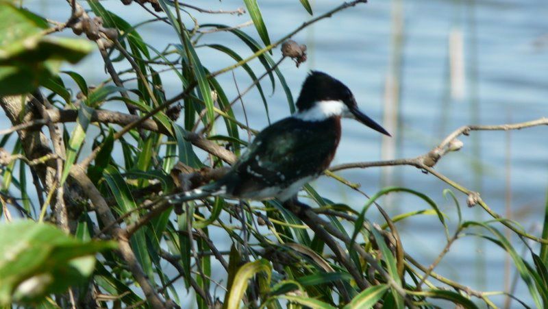 Album - Reserva-del-Ibera