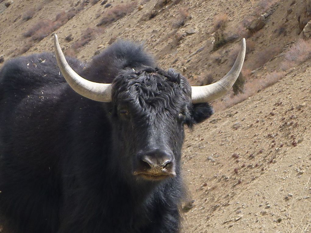 Rencontrés sur les chemins