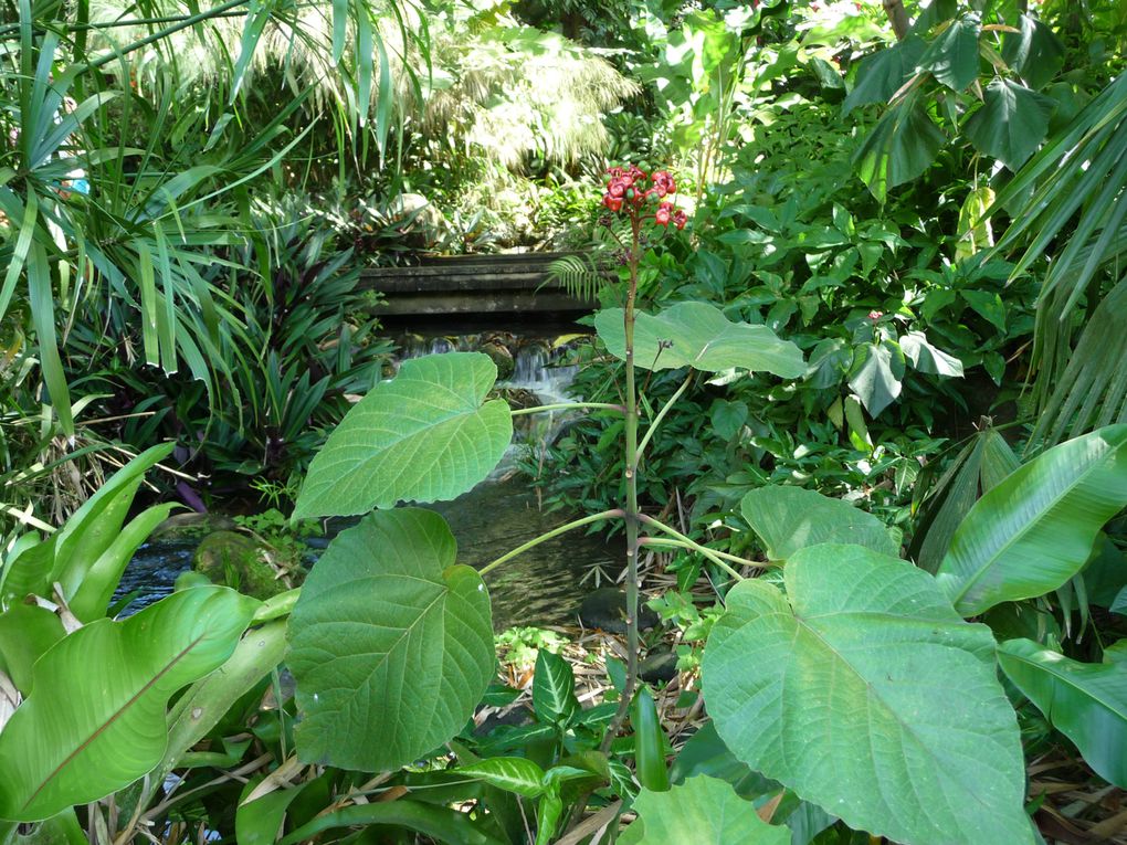 Le jardin botanique de Deshaies - Guadeloupe