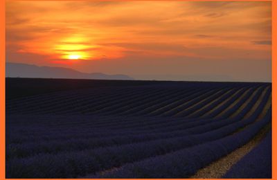 coucher du soleil sur les lavandes