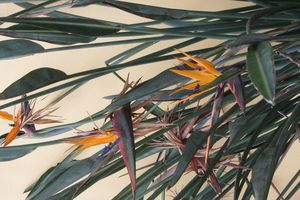 Fleurs d'Afrique du sud