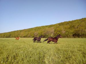 Second trimestre 2018 - Alpha, Irlande et Babylone