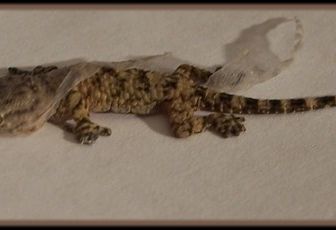 Bébé Gecko en pleine mue