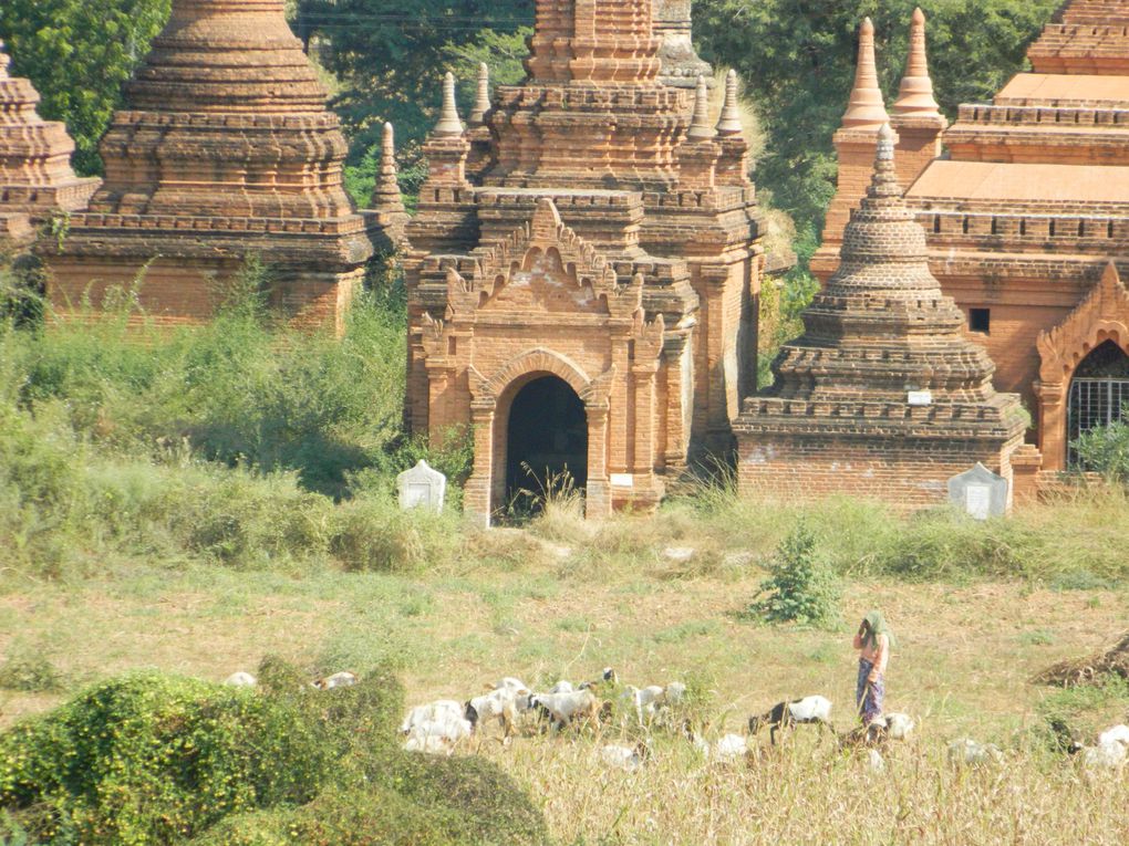 Des bergers avec leur troupeau, des femmes qui cultivent les terres, d'autres qui ramassent les mauvaises herbes, des charrettes tirées par des boeufs qui circulent entre les temples... A Bagan, il y a le tourisme, mais toute une vie aussi à côté