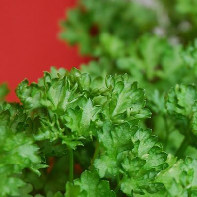 Comment préparer une salade de légumes de saison ?