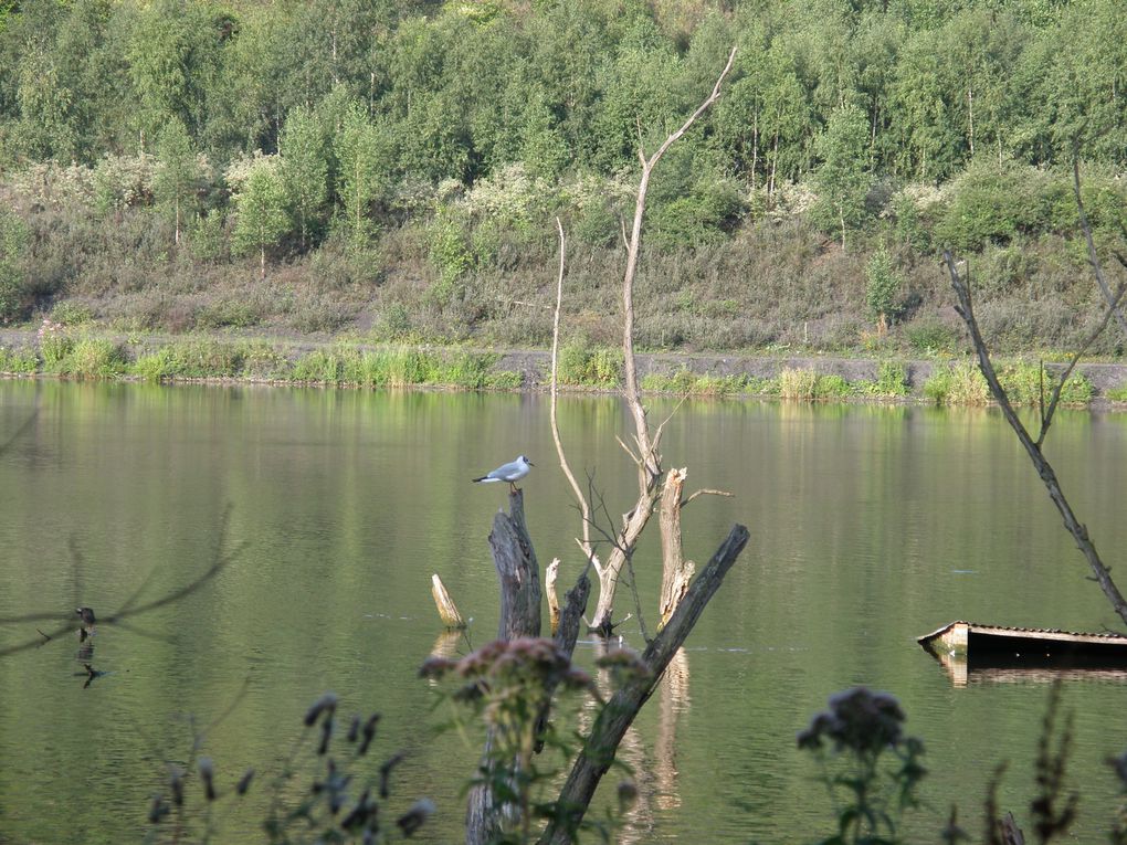 la peche , les étangs du nord pas de calais les canaux