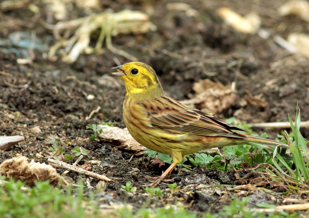 Album - Le bruant jaune