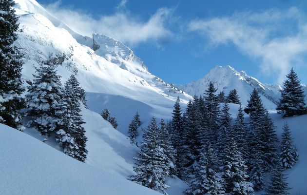 Des petites bêtes sur la neige !