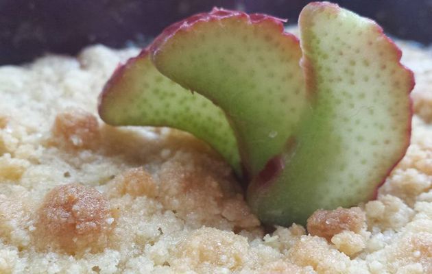 Crumble rhubarbe banane